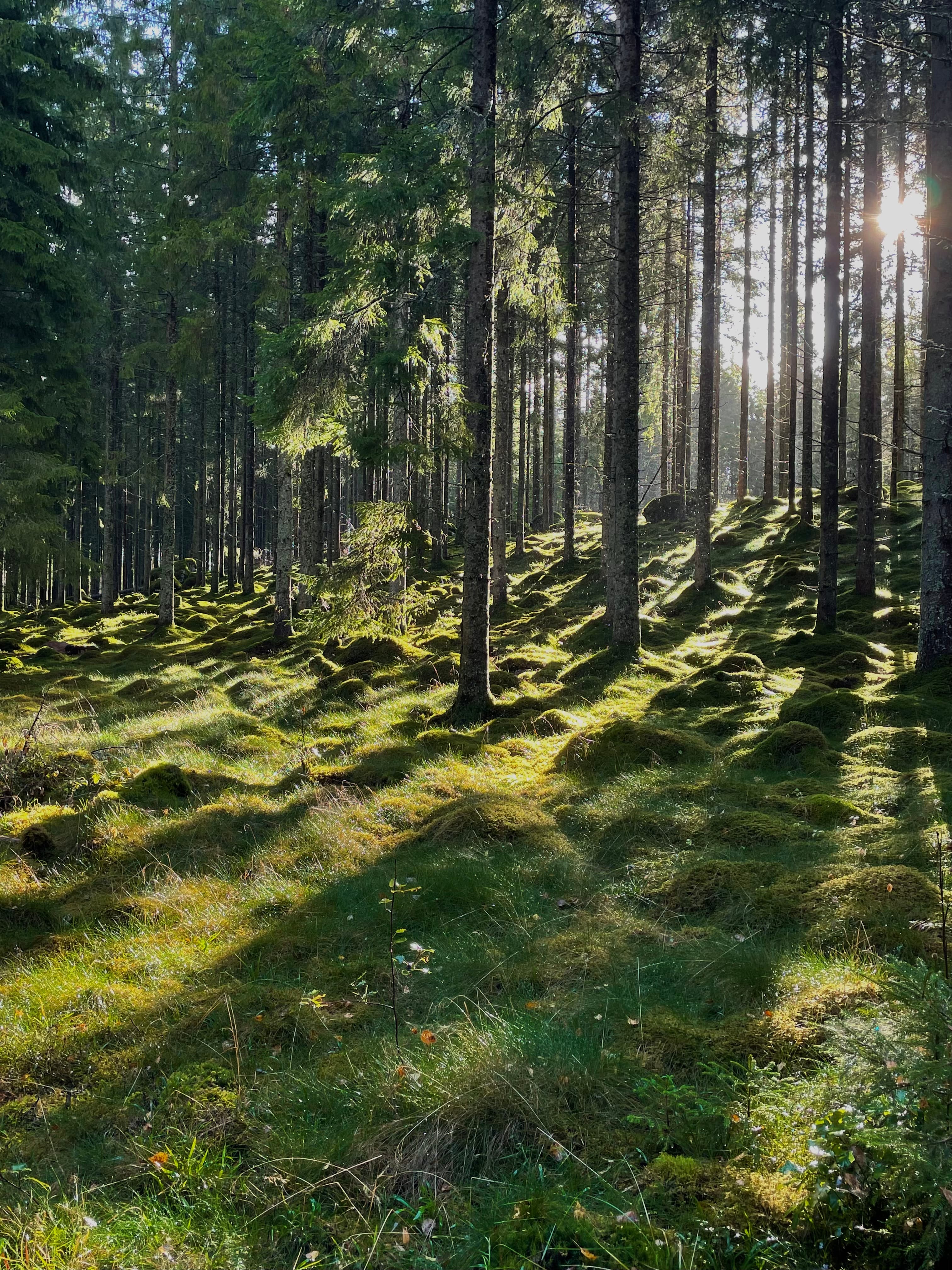 Skogsmiljö kring Sämsholm